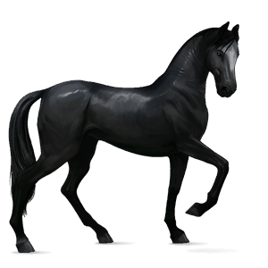 cal de călărit akhal-teke Șarg