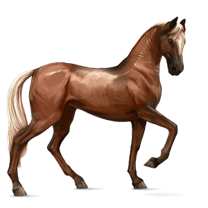 cal de călărit akhal-teke pacomira 