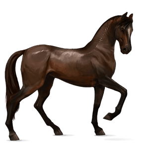 cal de călărit irish hunter roib