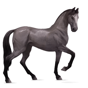 cal de călărit quarter horse pacomira 