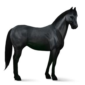cal de călărit hanoverian negru