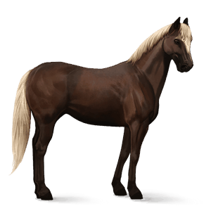 cal de călărit gypsy vanner  negru pag