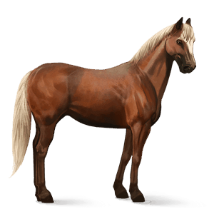 cal de călărit gypsy vanner  roib