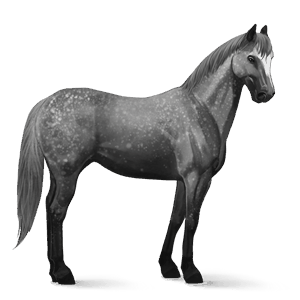 cal de călărit gypsy vanner  negru