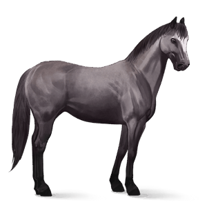 cal de călărit paint horse roib închis bălțat