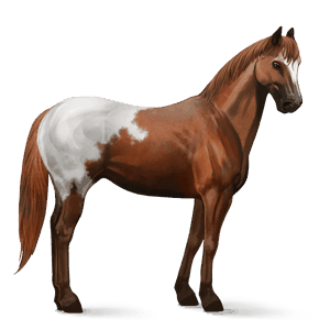 cal de călărit paint horse roib închis tărcat