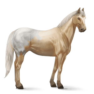 cal de călărit mustang pacomira 