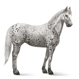 cal de călărit tennessee walker murg deschis