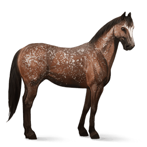 cal de călărit paint horse murg bălţat