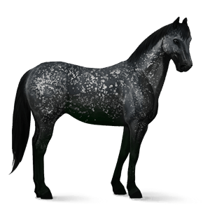 cal de călărit appaloosa black snowflake 