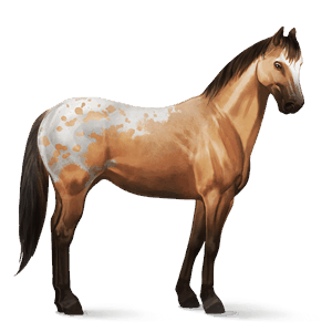 cal de călărit tennessee walker sur