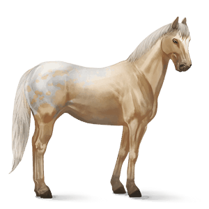 cal de călărit appaloosa isabel blanket pătat 