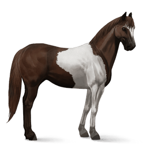 cal de călărit shagya arabian sur