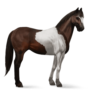 cal de călărit paint horse murg închis bălțat