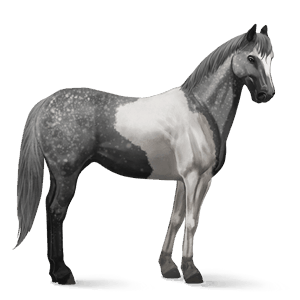 cal de călărit quarter horse pacomira 