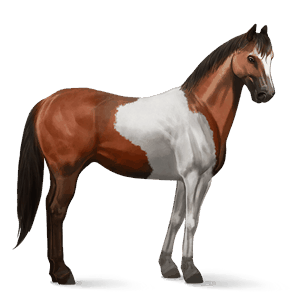 cal de călărit paint horse murg deschis bălțat
