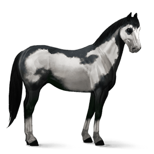 cal de călărit gypsy vanner  murg deschis bălțat