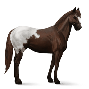 cal de călărit gypsy vanner  negru pag