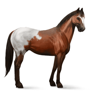 cal de călărit paint horse roib bălţat