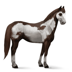 cal de călărit paint horse roib închis pătat