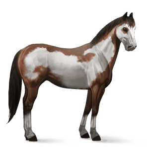 cal de călărit paint horse murg pătat