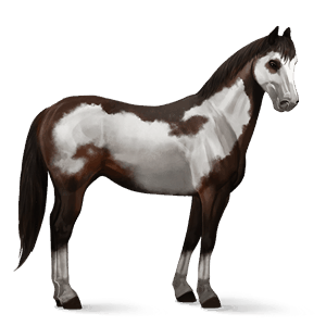 cal de călărit paint horse murg închis pătat