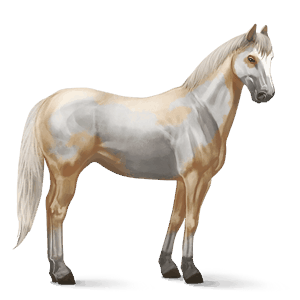 cal de călărit paint horse pacomira pătat