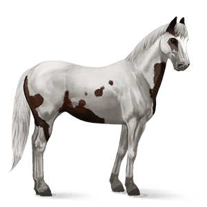 cal de călărit paint horse murg închis tărcat