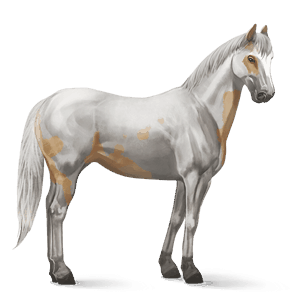cal de călărit paint horse murg deschis bălțat