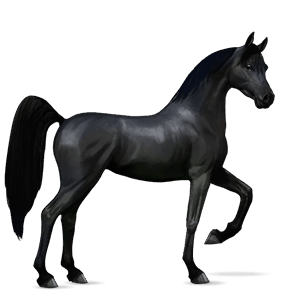 cal de călărit shagya arabian murg