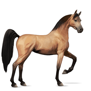 cal de călărit shagya arabian sur rotat