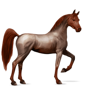 cal de călărit tennessee walker Șarg