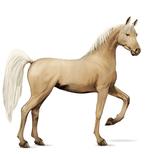 cal de călărit shagya arabian sur înspicat