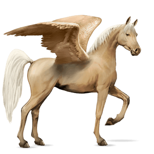 pegas de călărit shagya arabian sur