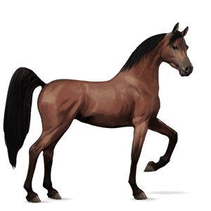 cal de călărit tennessee walker murg