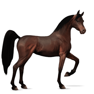 cal de călărit paint horse murg pătat