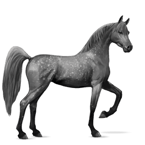 cal de călărit shagya arabian sur rotat