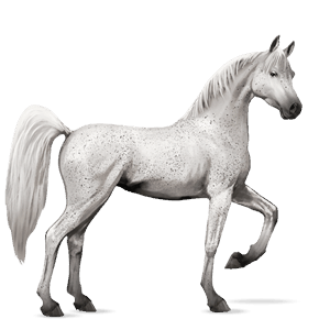 cal de călărit shagya arabian sur înspicat