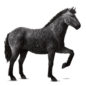 cal de călărit hanoverian pacomira 