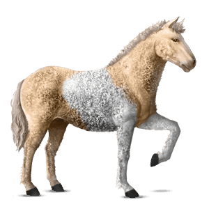 cal de călărit shagya arabian sur