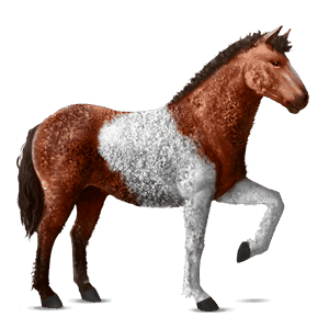 cal de călărit gypsy vanner  murg deschis bălțat