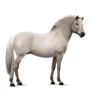 ponei shetland albinos