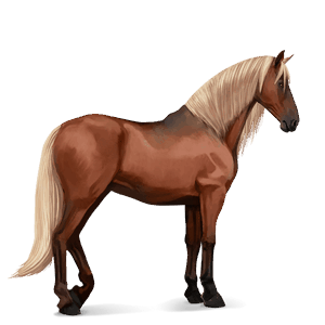 cal de călărit hanoverian pacomira 