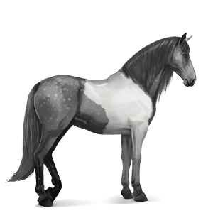 cal de călărit gypsy vanner  murg deschis bălțat