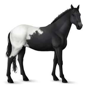 cal de călărit tennessee walker negru