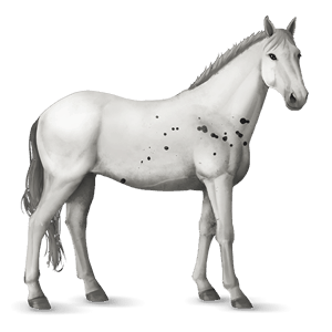 cal de călărit mustang sur