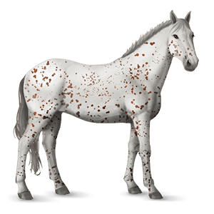 cal de călărit knabstrupper chestnut leopard 