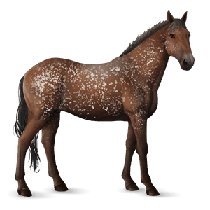 cal de călărit hanoverian roib