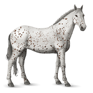 cal de călărit chestnut leopard 