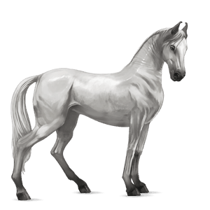 cal de călărit gypsy vanner  murg deschis bălțat